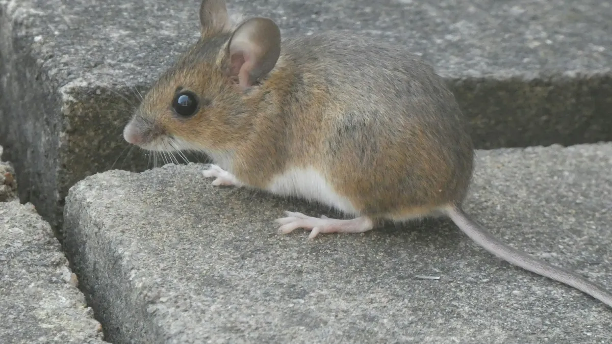 Kleine bruine muis met grote oren op grijze stenen, vlak bij een kier